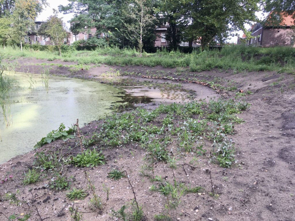 Water-ecopark verbeterd door aanleg moeras